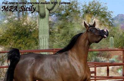 Arabian Horses For Sale Arabian Horses For Sale
