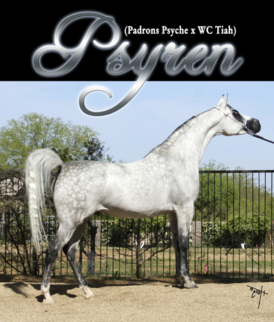 Psyren promos 2  jpg