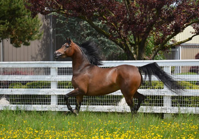 ROL Pacyfic Mist