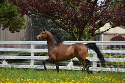 ROL Pacyfic Mist