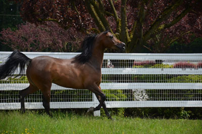 ROL Pacyfic Mist