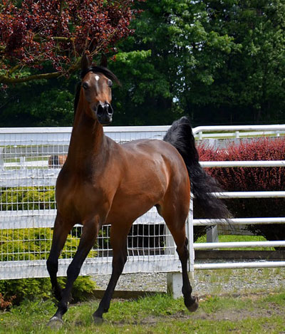 ROL Pacyfic Mist