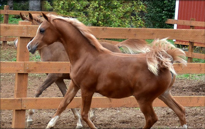 2011 Filly