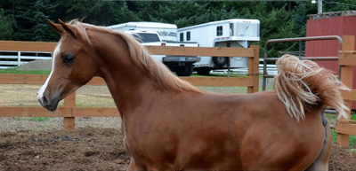 2011 Filly