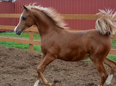 2011 Filly
