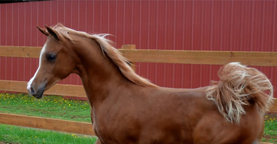 2011 Filly