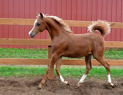2011 Filly