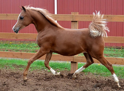 2011 Filly