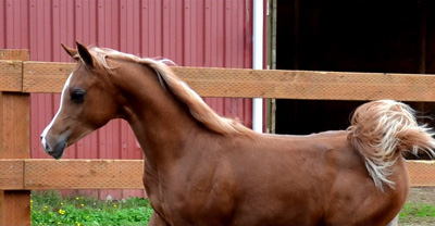 2011 Filly