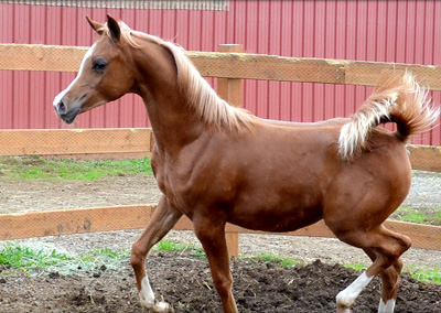 2011 Filly