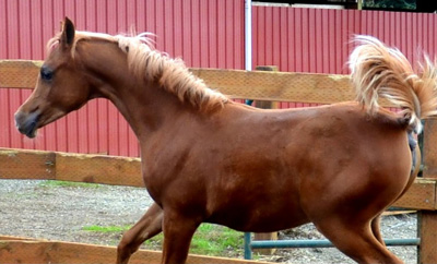 2011 Filly
